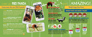 Madd Capp Puzzles – I Am Lil' Red Panda Jigsaw Puzzle | 100 Pieces – educational Fun Facts insert