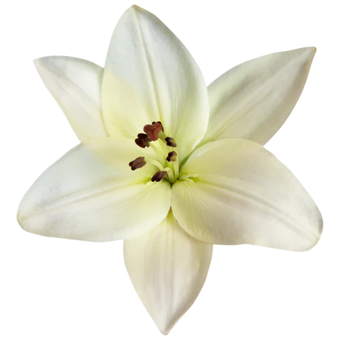 BCL Spa - Crème de massage Citron + Lys