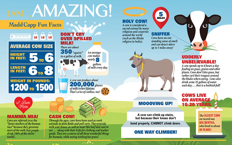 Madd Capp Puzzles – I Am Cow Jigsaw Puzzle | 300 Pieces – educational Fun Facts insert