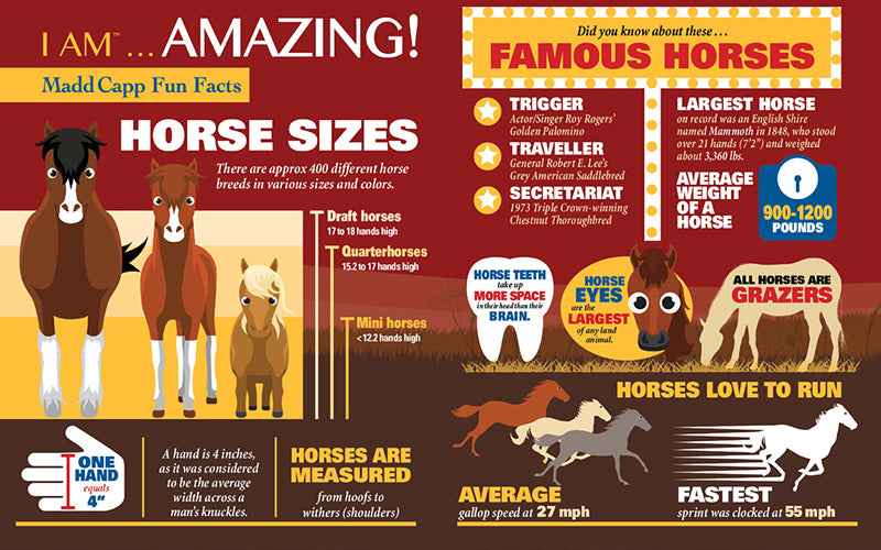 Madd Capp Puzzles – I Am Horse Jigsaw Puzzle | 300 Pieces – educational Fun Facts insert