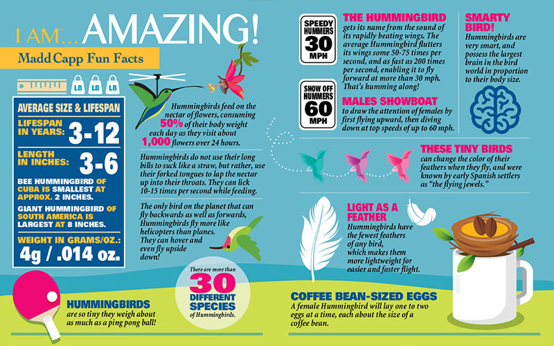 Madd Capp Puzzles – I Am Hummingbird Jigsaw Puzzle | 300 Pieces – educational Fun Facts insert