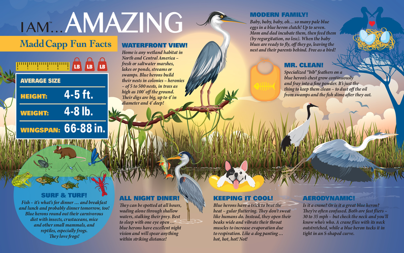 Madd Capp Puzzles – I Am Blue Heron Jigsaw Puzzle | 300 Pieces – educational Fun Facts insert
