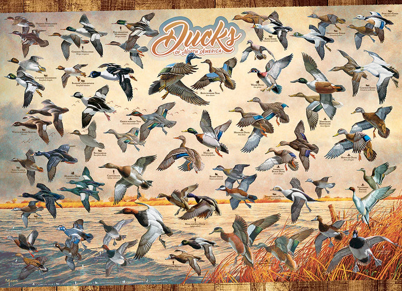 Cobble Hill - Puzzle de 1000 pièces - Canards d'Amérique du Nord