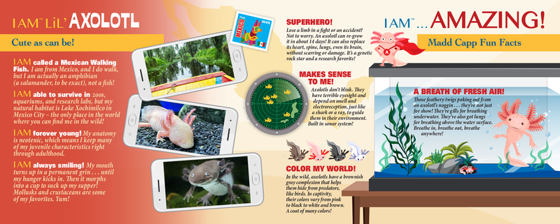 Madd Capp Puzzles – I Am Lil' Axolotl Jigsaw Puzzle | 100 Pieces – educational Fun Facts insert