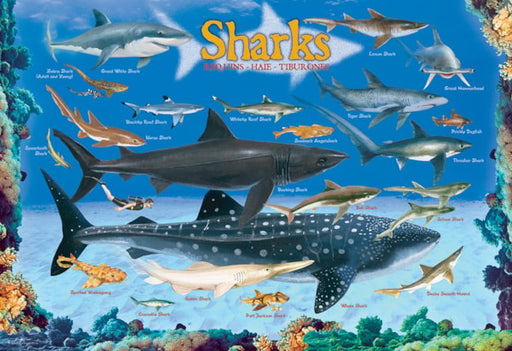 Eurographics - 100 Piece Jigsaw Puzzle - Eurographics 6100 - 0079 Sharks