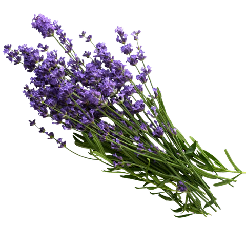 BCL Spa - Massage Cream Lavender + Mint | 64 oz