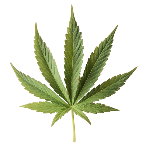 BCL Spa - 4-STEP System Tingling Mint + CBD 0. | 5 × 4 in oz