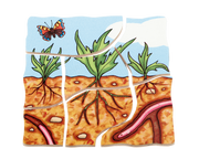 Beleduc - Layer Puzzle - Carrot - Limolin 