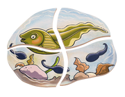 Beleduc - Layer Puzzle - Frog - Limolin 