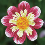DIAMOND DOTZ - Daisy-A-Day - Limolin 
