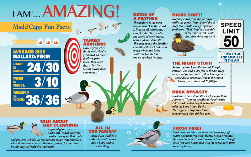 Madd Capp Puzzles – I Am Duck Jigsaw Puzzle | 1000 Pieces – educational Fun Facts insert