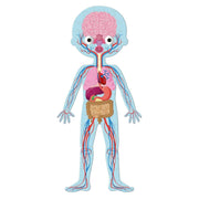 Janod - 4in 1 Educational Puzzle - Human Body - Limolin 