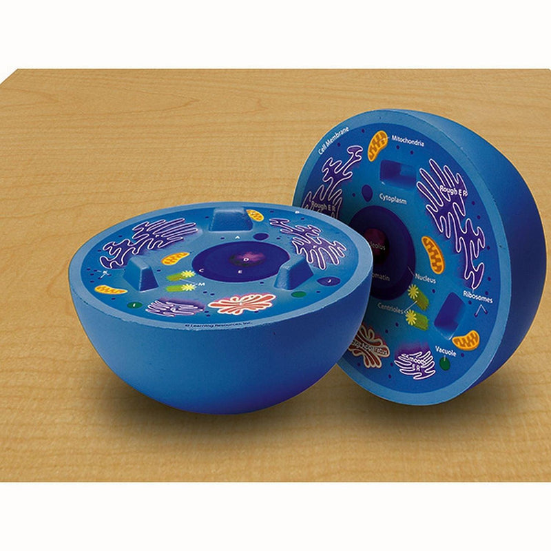 Learning Resources - Cross - Section Animal Cell Model - Limolin 
