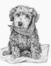ROYAL - SKBN Labradoodle on Pillow - Limolin 