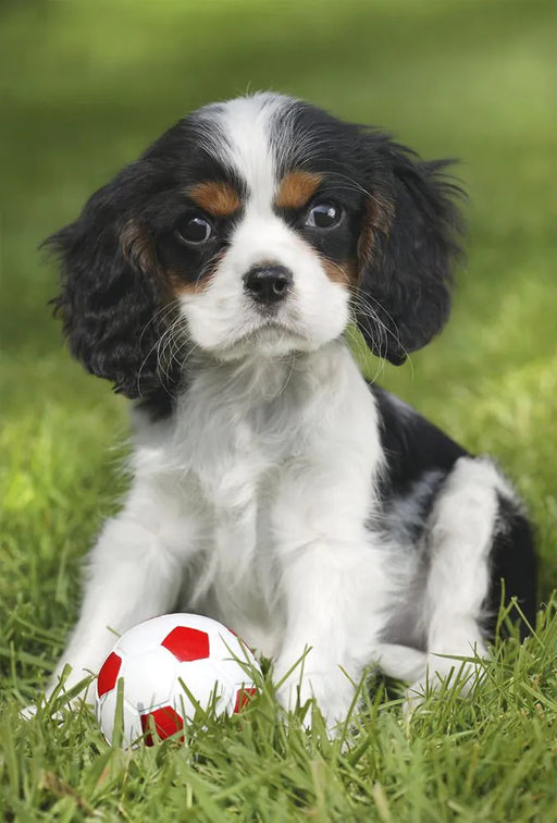 Schmidt Spiele - Puzzle - My Favorite Puppies (3X48-Piece Puzzle) - Limolin 